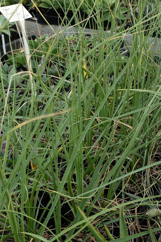 Image of Nolina palmeri var. brandegeei||