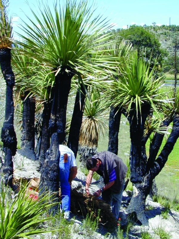 Image of Nolina parviflora coll. #D12-41|In Situ, Mexico|C. Schoenfeld