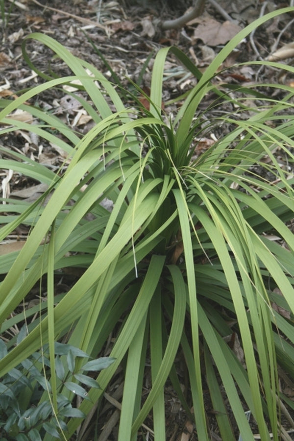 Image of Nolina parviflora|Juniper Level Botanic Gdn, NC|JLBG
