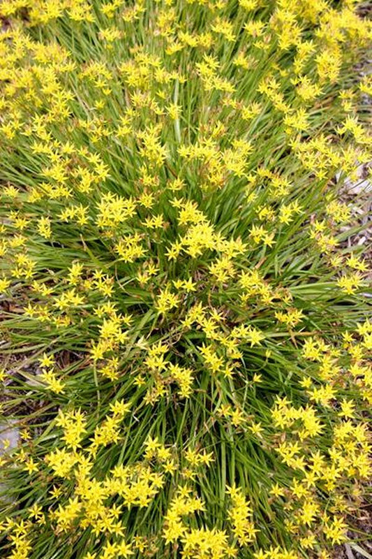 Image of Nothoscordum montevidense|Juniper Level Botanic Gdn, NC|JLBG