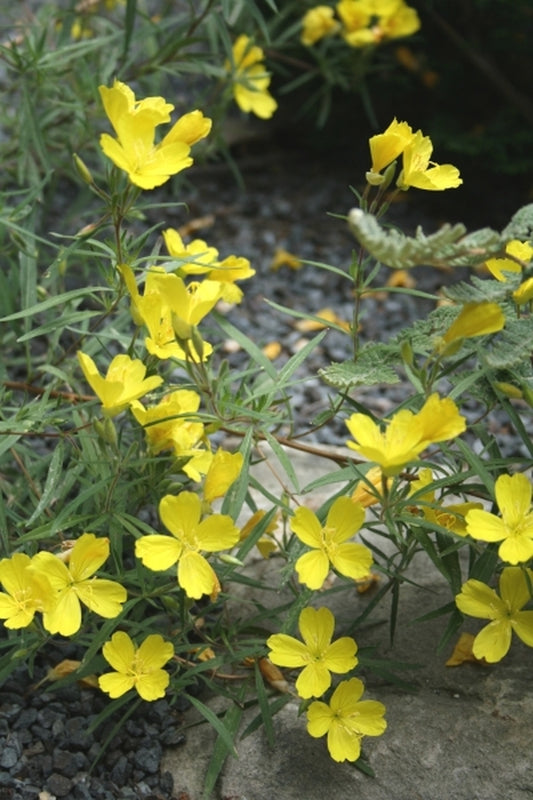 Image of Oenothera 'Lemon Drop' PP 16,393taken at Juniper Level Botanic Gdn, NC by JLBG