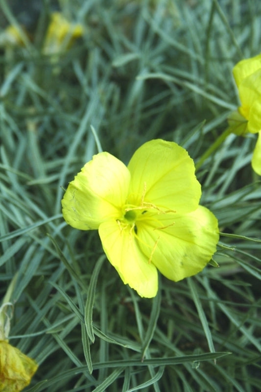 Image of Oenothera 'Shimmer' PP 19,663|Juniper Level Botanic Gdn, NC|JLBG