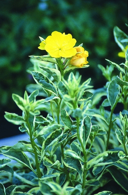 Image of Oenothera fruticosa ssp. glauca 'Fruhlingsgold'|Juniper Level Botanic Gdn, NC|JLBG