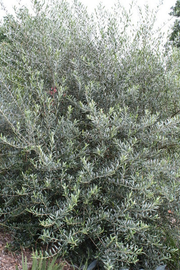 Image of Olea europaea 'Arbequina'|Juniper Level Botanic Gdn, NC|JLBG