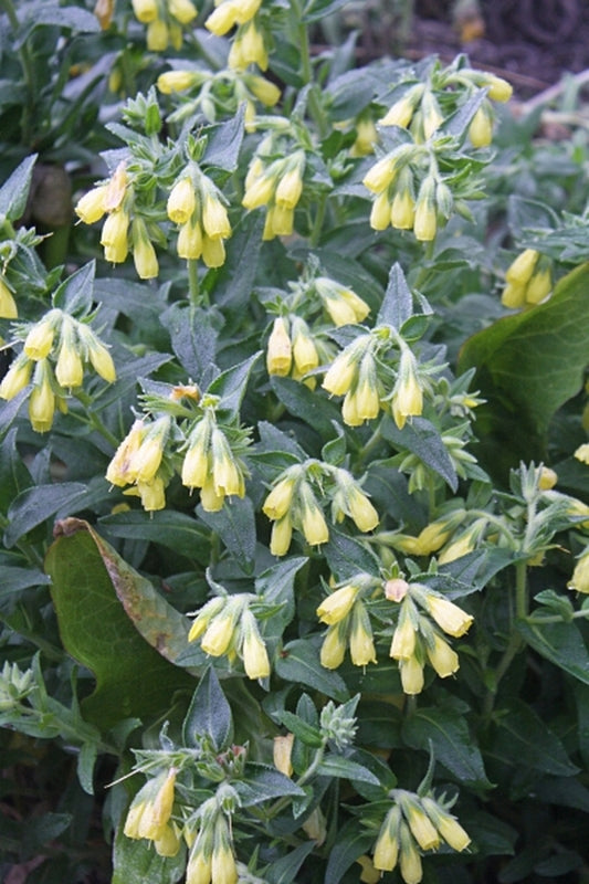 Image of Onosma echioides|Juniper Level Botanic Gdn, NC|JLBG