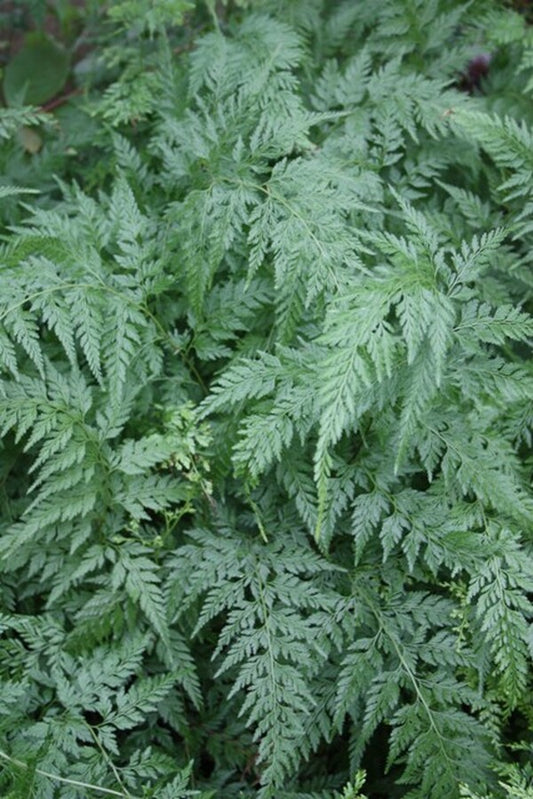 Image of Onychium japonicum 'Yunnan Fancy'|Juniper Level Botanic Gdn, NC|JLBG