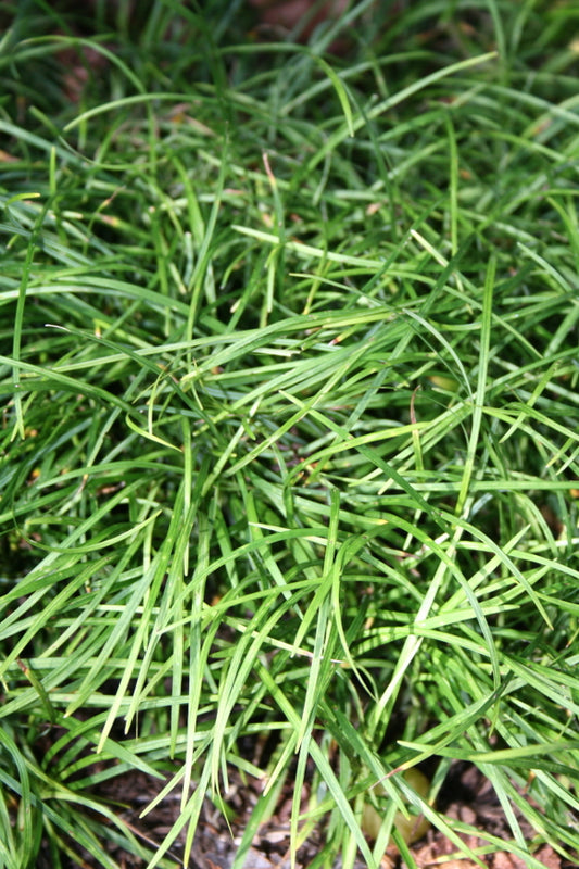 Image of Ophiopogon formosanus BSWJ 3659|Juniper Level Botanic Gdn, NC|JLBG