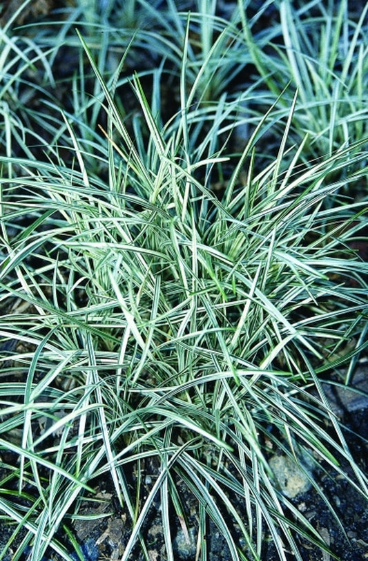 Image of Ophiopogon japonicus 'Shiroshima Ryu'|Juniper Level Botanic Gdn, NC|JLBG