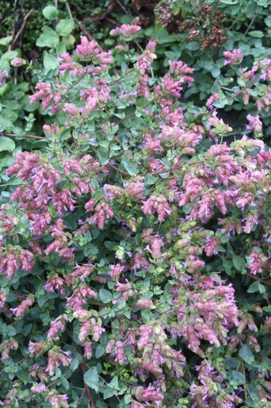 Image of Origanum laevigatum 'Lizzie'|Juniper Level Botanic Gdn, NC|JLBG
