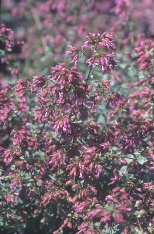 Image of Origanum laevigatum 'Pilgrim'|Juniper Level Botanic Gdn, NC|JLBG
