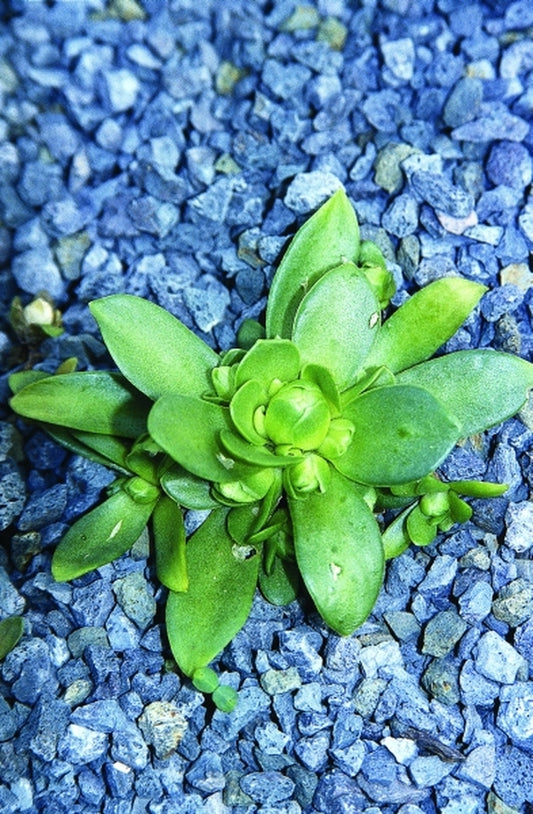Image of Orostachys aggregata|Juniper Level Botanic Gdn, NC|JLBG