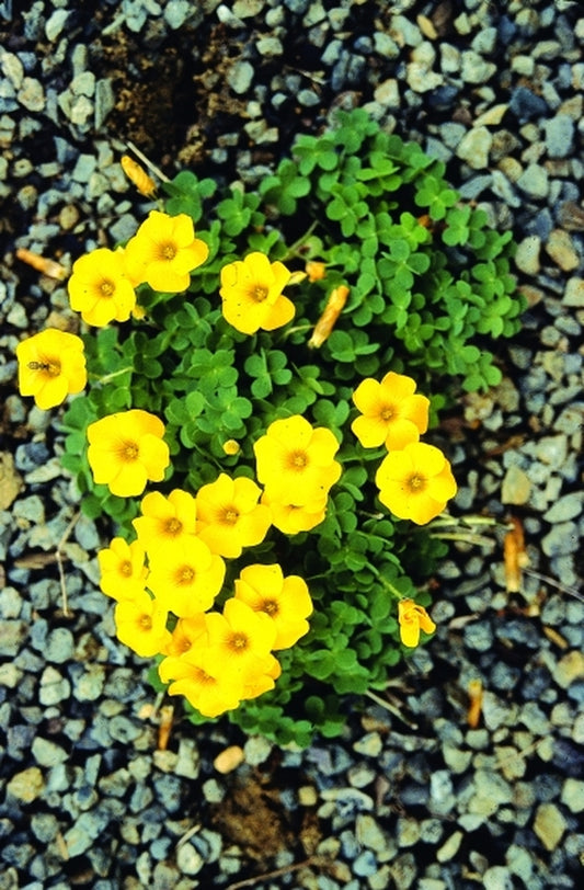 Image of Oxalis lobata|Juniper Level Botanic Gdn, NC|JLBG