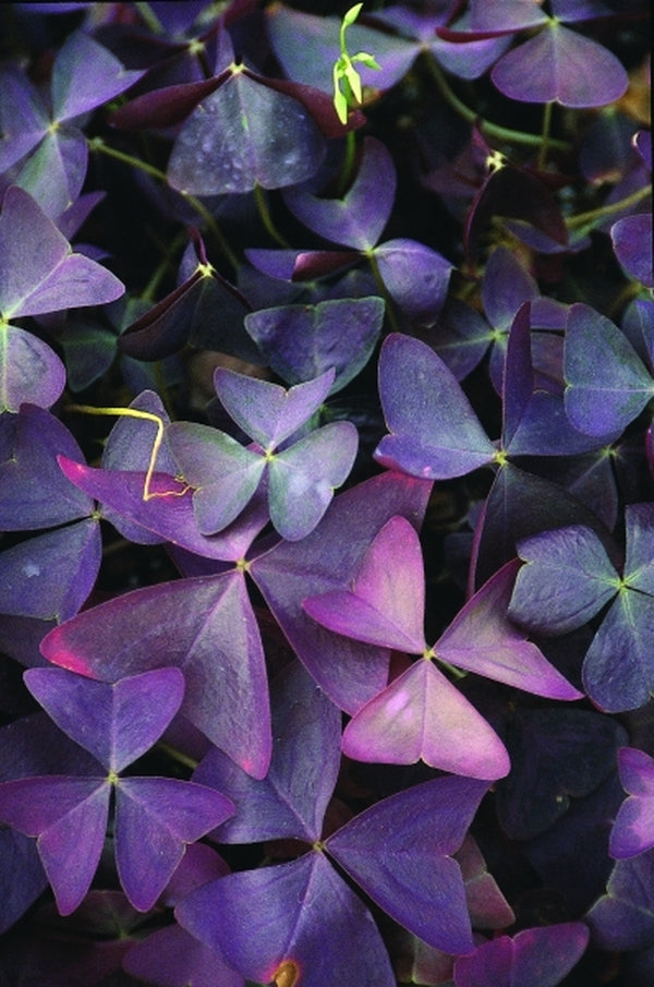 Learn about Oxalis triangularis 'Mijke' | Purple Leaf False Shamrock |  Perennial Encyclopedia