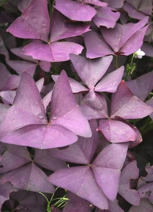 Image of Oxalis triangularis 'Mijke'|Juniper Level Botanic Gdn, NC|JLBG