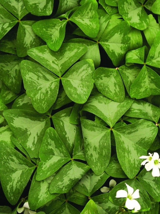 Image of Oxalis triangularis 'Silver Shadow'|Juniper Level Botanic Gdn, NC|JLBG