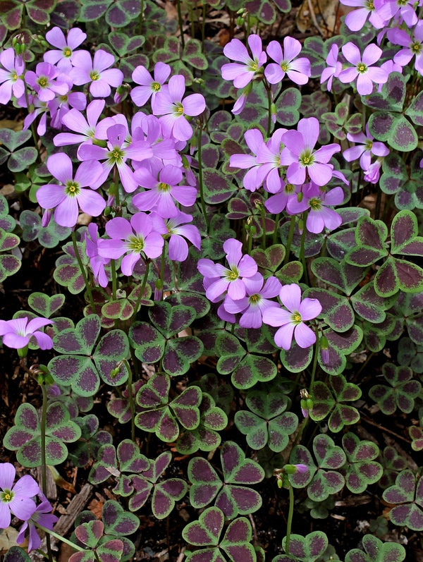 Image of Oxalis violacea 'Purple Butterfly'||