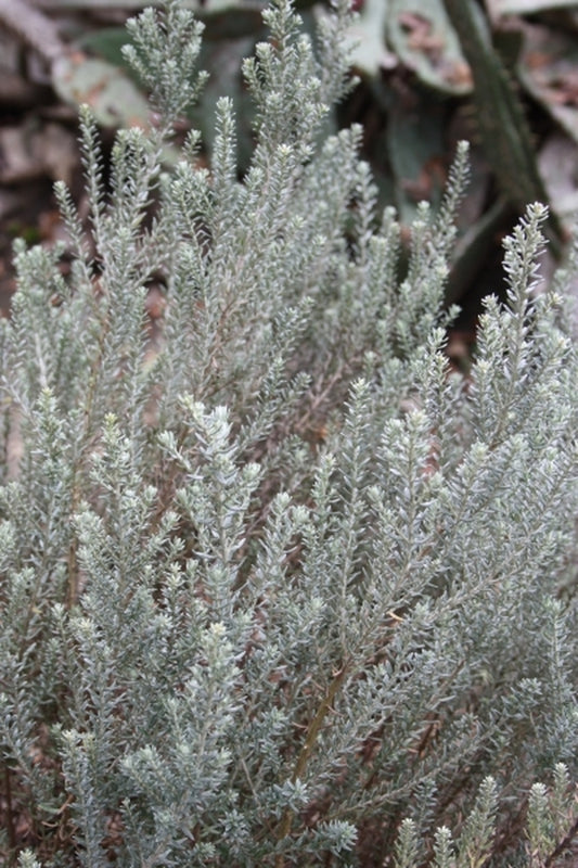 Image of Ozothamnus 'Western Hills'|Juniper Level Botanic Gdn, NC|JLBG