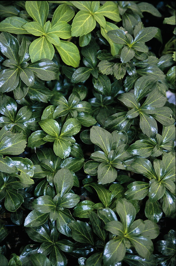 Image of Pachysandra terminalis 'Green Sheen'|Juniper Level Botanic Gdn, NC|JLBG