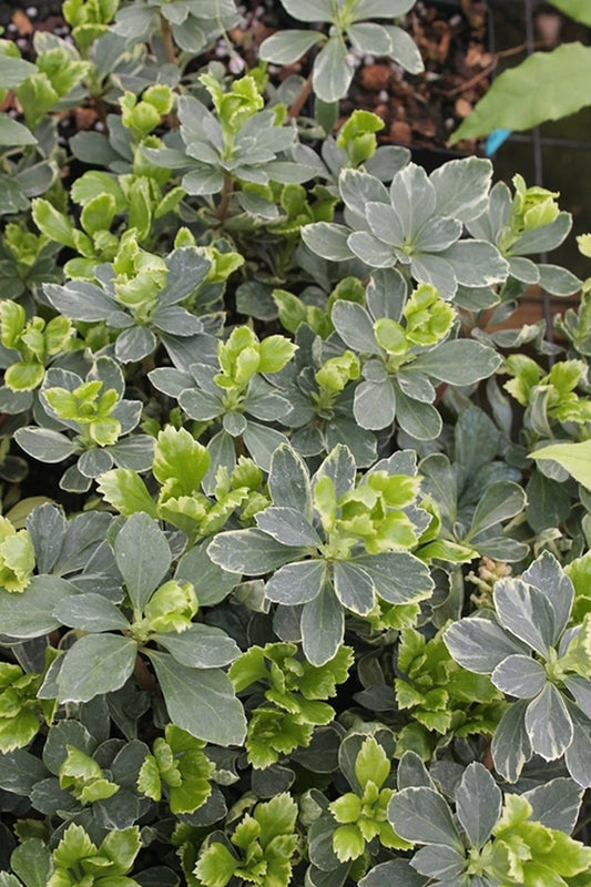 Image of Pachysandra terminalis 'Silveredge'|Juniper Level Botanic Gdn, NC|JLBG