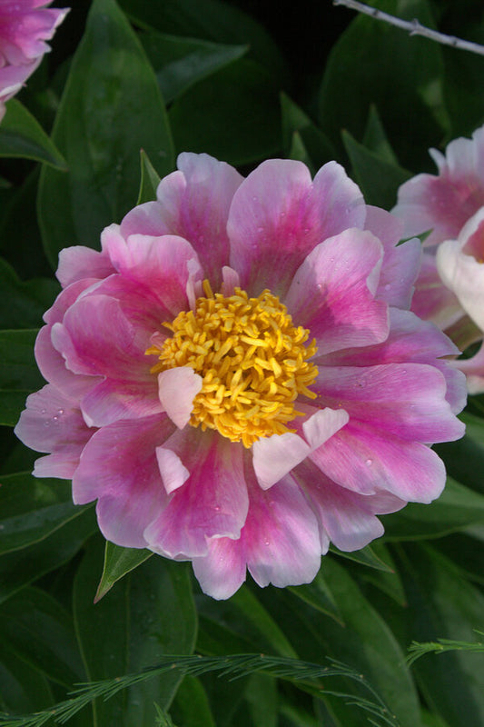 Image of Paeonia 'Avalon'|Juniper Level Botanic Gdn, NC|JLBG