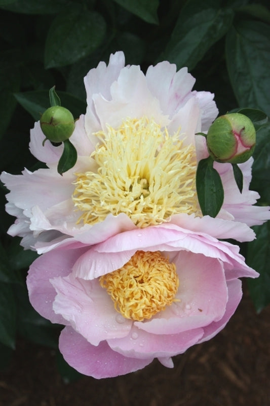 Image of Paeonia 'Belvidere Princess'|Juniper Level Botanic Gdn, NC|JLBG