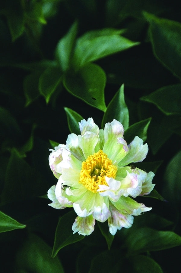 Image of Paeonia 'Green Lotus'|Juniper Level Botanic Gdn, NC|JLBG