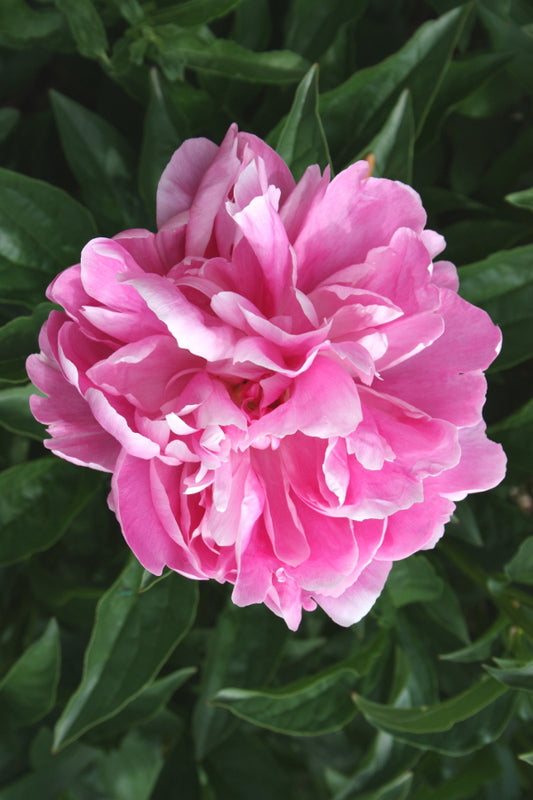 Image of Paeonia 'Lake of Silver'|Juniper Level Botanic Gdn, NC|JLBG
