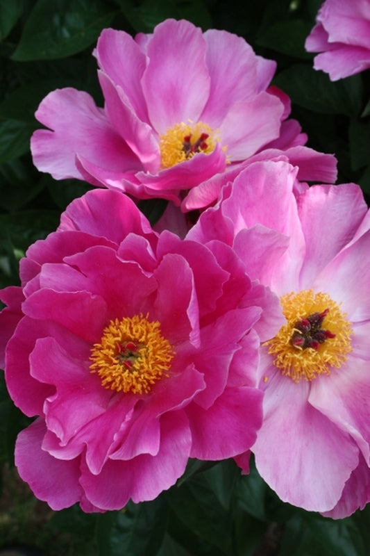 Image of Paeonia 'Magenta Gem'|Juniper Level Botanic Gdn, NC|JLBG