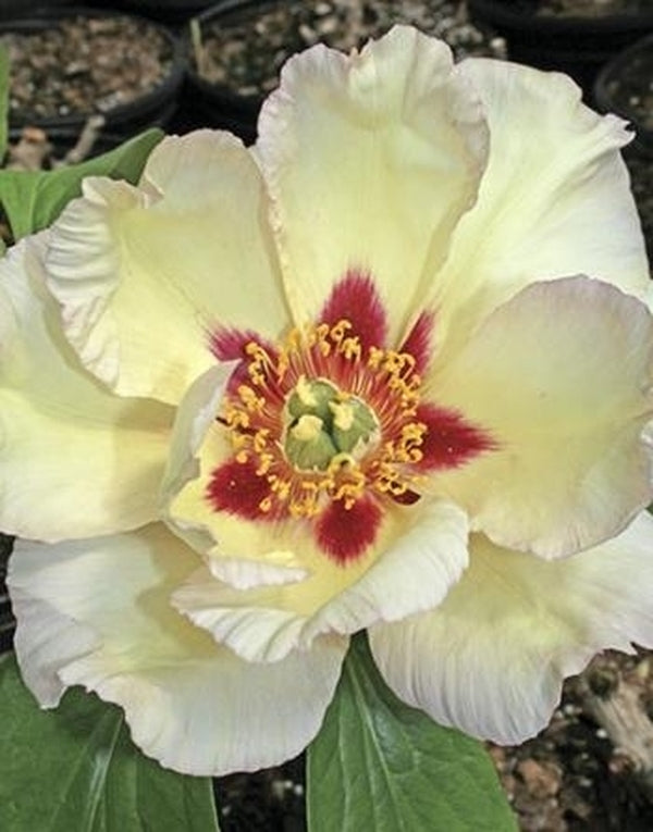 Image of Paeonia 'Pastel Splendor'|Juniper Level Botanic Gdn, NC|JLBG