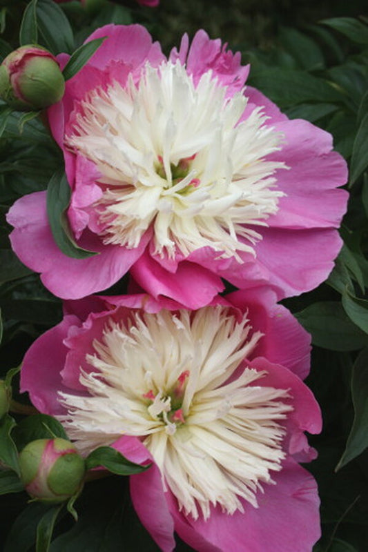 Image of Paeonia 'Sweet Shelly'|Juniper Level Botanic Gdn, NC|JLBG