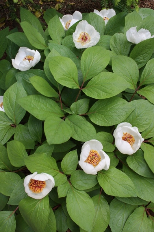 Image of Paeonia obovata ssp. obovata var. willmottiae|Juniper Level Botanic Gdn, NC|JLBG