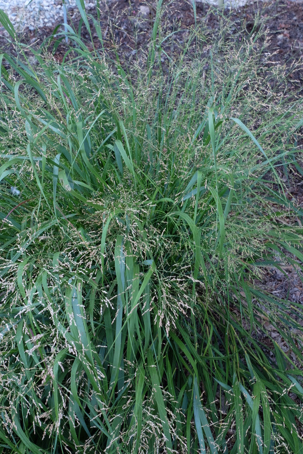 Learn about Panicum 'Cape Breeze' PP 24,895 | Cape Breeze Dwarf Switch ... Learn about Panicum 'Cape Breeze' PP 24,895 | Cape Breeze Dwarf Switch ...