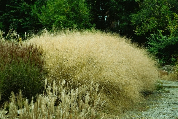 Learn about Panicum virgatum 'Cloud Nine' | Cloud 9 Giant Blue ...