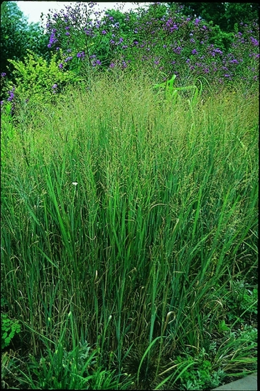 Image of Panicum virgatum 'Heavy Metal'|J.C. Raulston Arboretum, NC|