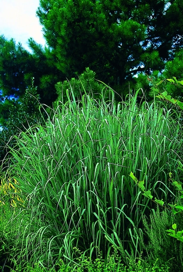 Image of Panicum virgatum 'Prairie Sky'|Juniper Level Botanic Gdn, NC|JLBG
