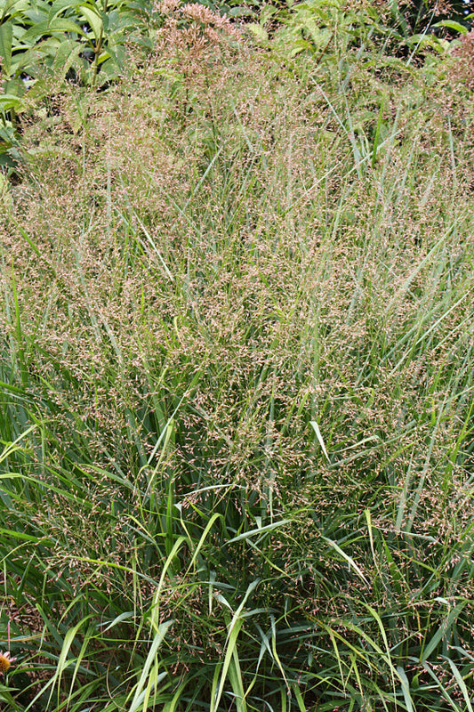 Image of Panicum virgatum 'Squaw'|Juniper Level Botanic Gdn, NC|JLBG