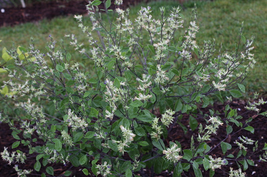 Image of Pediomelum canescens 'Santa Rosa'|Juniper Level Botanic Gdn, NC|JLBG