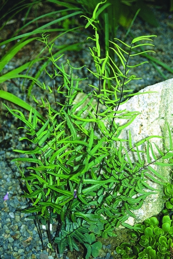 Image of Pellaea atropurpurea|Juniper Level Botanic Gdn, NC|JLBG