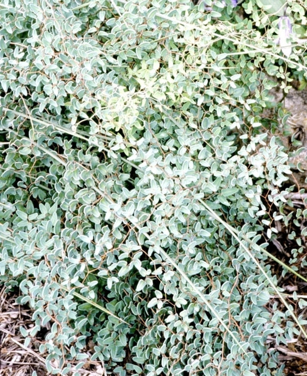 Image of Pellaea ovata coll. #A2T-016|Juniper Level Botanic Gdn, NC|JLBG