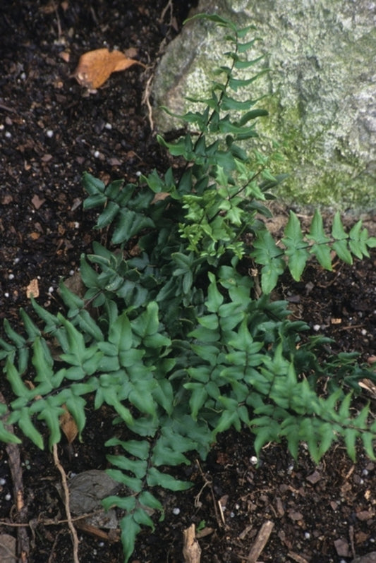 Image of Pellaea viridis Boasberg Mountain Form|Juniper Level Botanic Gdn, NC|JLBG