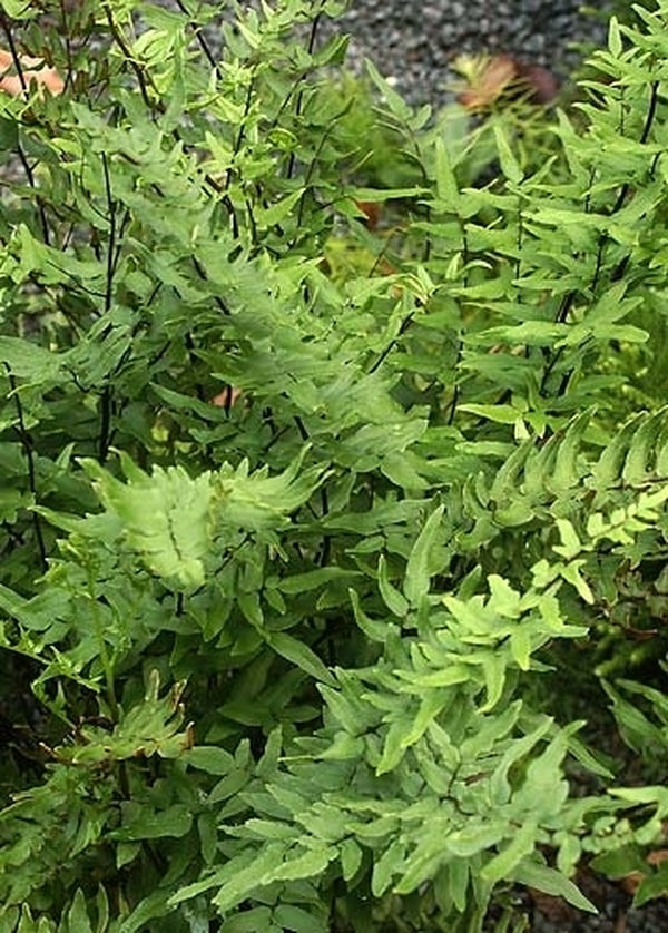 Image of Pellaea viridis 'Cathcart'taken at In Situ South Africa