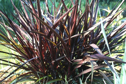 Image of Pennisetum 'Princess Caroline' PP 21,464|Juniper Level Botanic Gdn, NC|JLBG