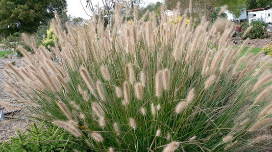 Image of Pennisetum alopecuroides 'Cayenne' PP 31,097|Juniper Level Botanic Gdn, NC|JLBG