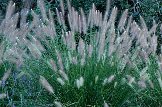 Image of Pennisetum alopecuroides 'Etouffee' PP 31,062|Juniper Level Botanic Gdn, NC|