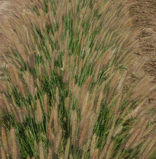 Image of Pennisetum alopecuroides 'Jambalaya' PPAF||Emerald Coast Growers