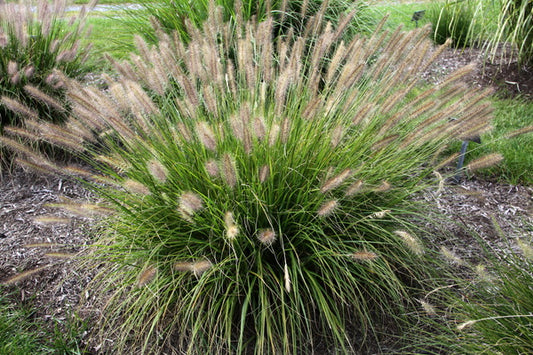 Image of Pennisetum alopecuroides 'Praline' PP 30,724|Emerald Coast Gdns, FL|Emerald Coast Growers