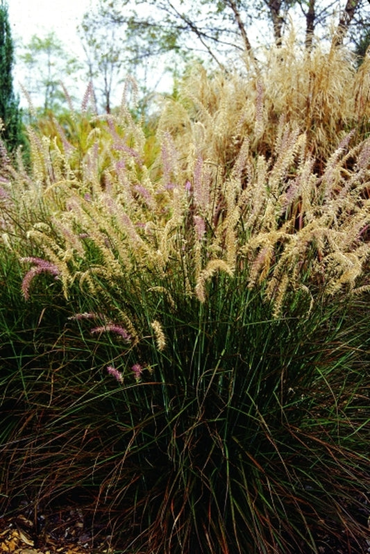 Image of Pennisetum orientale 'Shogun'|S. Fink Nsy, OH|