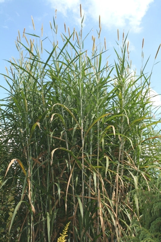 Image of Pennisetum purpureum 'Oceanside'|Juniper Level Botanic Gdn, NC|JLBG