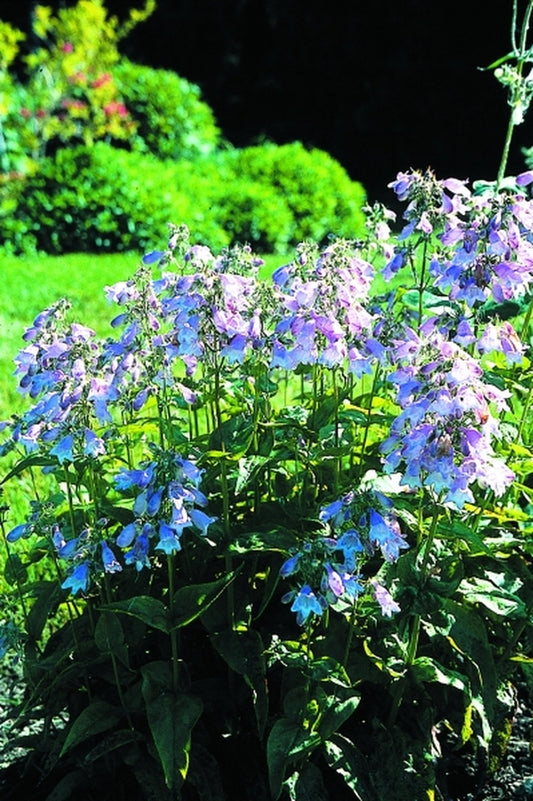 Image of Penstemon 'Pink Dawn' PPAF|Chicago Botanic Gdn, IL|