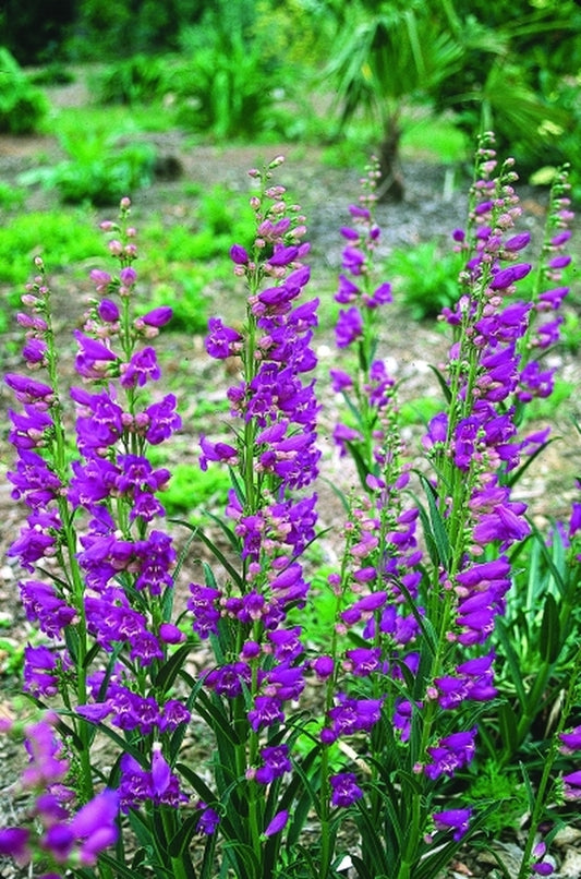 Image of Penstemon 'Prairie Dusk'|Juniper Level Botanic Gdn, NC|JLBG
